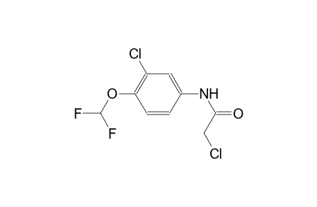 2-chloro-N-[3-chloro-4-(difluoromethoxy)phenyl]acetamide
