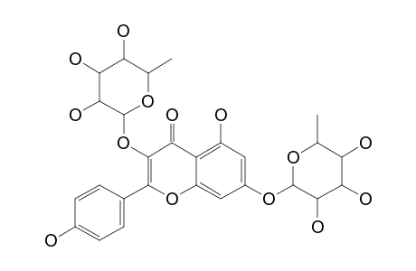 KAEMPFEROL-3-O-ALPHA-L-RHAMNOPYRANOSIDE-7-O-ALPHA-L-RHAMNOPYRANOSIDE