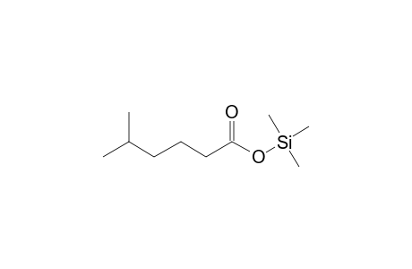 5-Methylhexanoic acid, tms