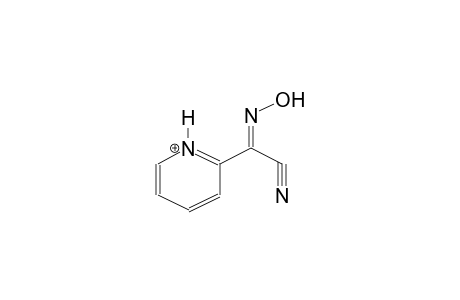 2-PYRIDYLCYANOXIME, PROTONATED