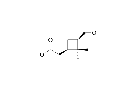 2-[(1R,3R)-2,2-dimethyl-3-methylol-cyclobutyl]acetic acid