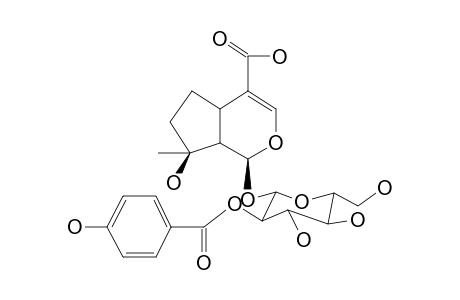 2'-P-HYDROXYBENZOYL MUSSAENOSIDIC ACID
