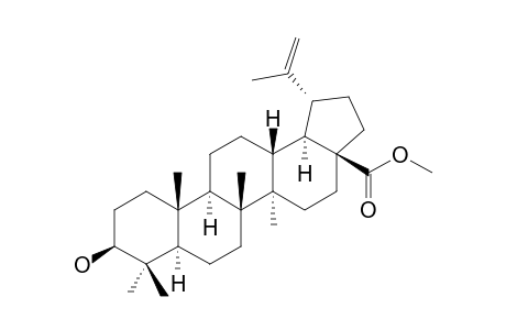 Methyl betulinate