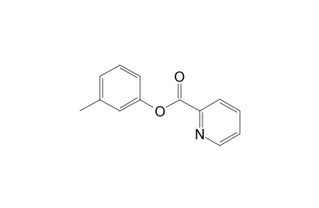 3-Methylphenyl picolinate