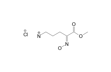 5-AMINO-2-(HYDROXYIMINO)-PENTANOIC-ACID-METHYLESTER-HYDROCHLORIDE