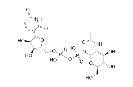 Uridine 5'-Diphospho-N-Acetlyglucosamine