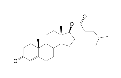 Testosterone isocapronate