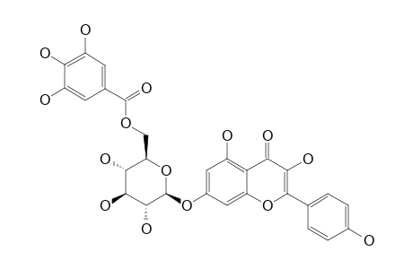 KAEMPFEROL-7-O-BETA-(6''-GALLOYLGLUCOPYRANOSIDE)