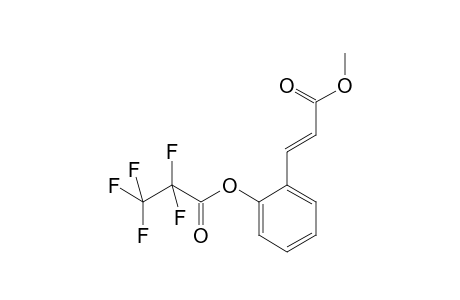 m-Coumaric acid MEPFP