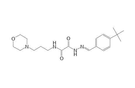2-[(2E)-2-(4-tert-butylbenzylidene)hydrazino]-N-[3-(4-morpholinyl)propyl]-2-oxoacetamide