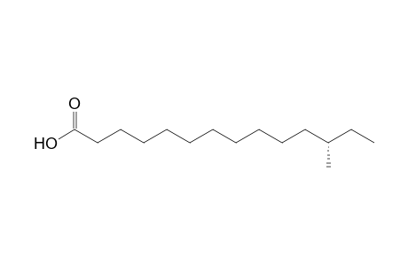 (12S)-12-methylmyristic acid