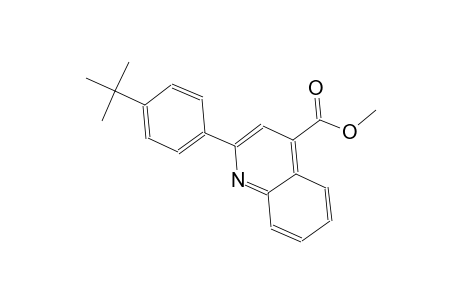 methyl 2-(4-tert-butylphenyl)-4-quinolinecarboxylate