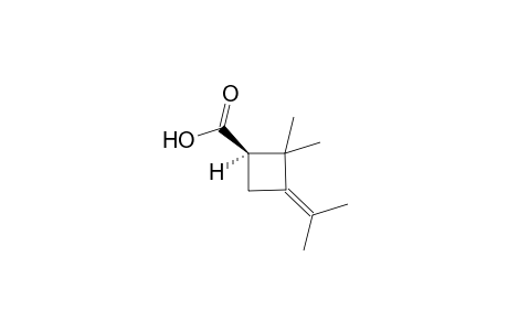 (1R)-2,2-dimethyl-3-propan-2-ylidene-1-cyclobutanecarboxylic acid