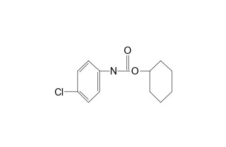 p-chlorocarbanilic acid, cyclohexyl ester