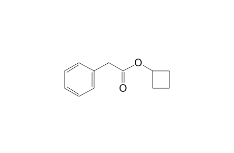 Phenylacetic acid, cyclobutyl ester