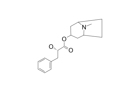 LITTORINE