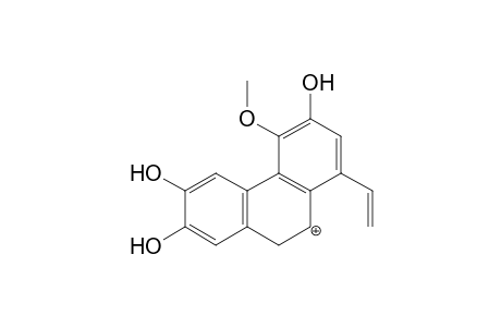 Boldine-M (533) MS3_2