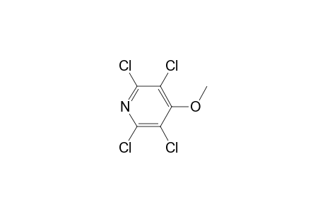 2,3,5,6-tetrachloro-4-methoxypyridine