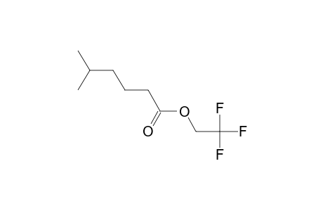 5-Methylhexanoic acid, 2,2,2-trifluoroethyl ester