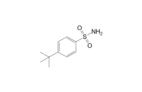 4-Ter-Butylbenzenesulfonamide