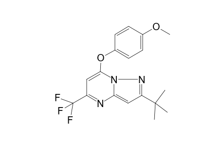Pyrazolo[1,5-a]pyrimidine, 2-tert-butyl-5-trifluoromethyl-7-(4-methoxyphenoxy)-