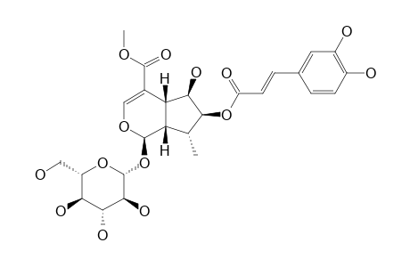 CAUDATOSIDE-F;7-CAFFEOYL-5-DEOXYPULCHELLOSIDE-I