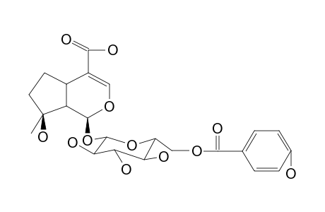 6'-P-HYDROXYBENZOYLMUSSAENOSIDIC ACID