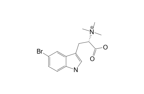 (+)-5-BROMOHYPAPHORINE