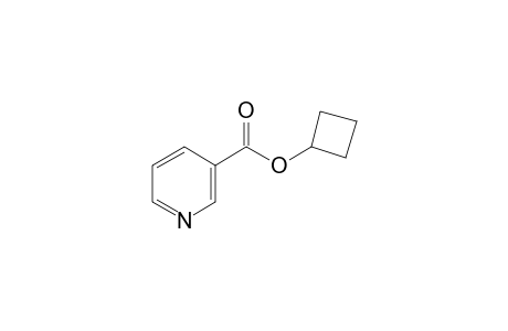 Nicotinic acid, cyclobutyl ester