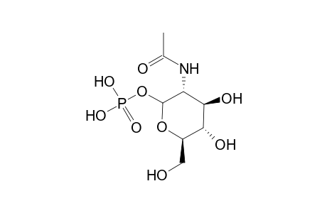 N-Acetyl-D-glucosamine 1-phosphate