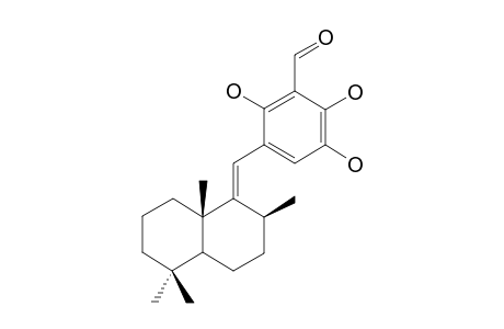 SIPHONODICTYAL_B