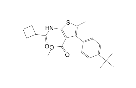 methyl 4-(4-tert-butylphenyl)-2-[(cyclobutylcarbonyl)amino]-5-methyl-3-thiophenecarboxylate