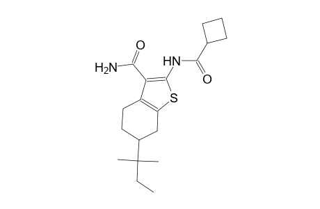 2-[(cyclobutylcarbonyl)amino]-6-tert-pentyl-4,5,6,7-tetrahydro-1-benzothiophene-3-carboxamide