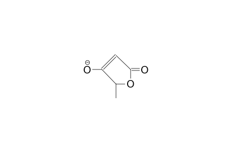 5-Methyl-tetronic acid, anion