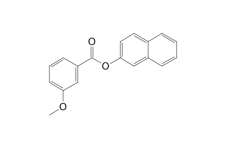 m-Anisic acid, 2-naphthyl ester