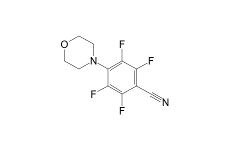 2,3,5,6-Tetrafluoro-4-morpholinobenzonitrile