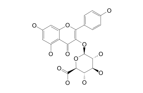 KAEMPFEROL-3-O-BETA-D-GLUCURONIDE