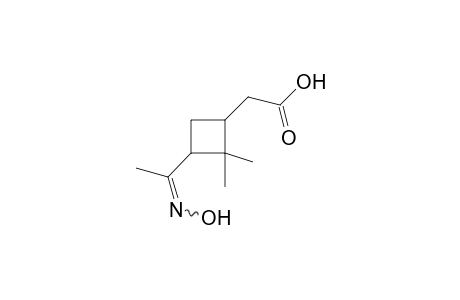 3-acetyl-2,2-dimethylcyclobutaneacetic acid, oxime
