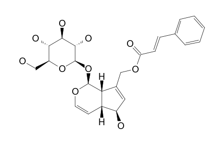 ISOSCROPHULARIOSIDE;10-O-CINNAMOYLAUCUBIN;LYTANTHOSALIN