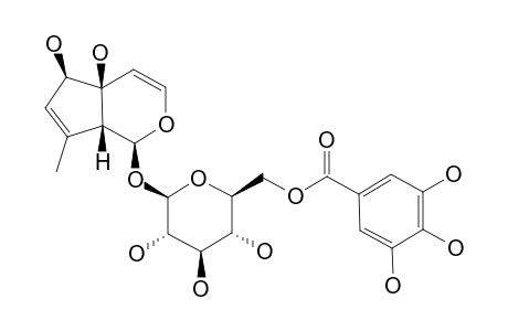 6-O-GALLOYL-7,8-DEHYDROHARPAGIDE