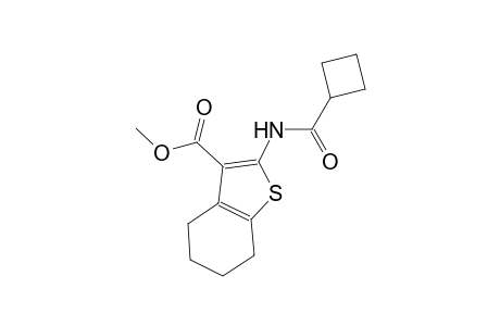 methyl 2-[(cyclobutylcarbonyl)amino]-4,5,6,7-tetrahydro-1-benzothiophene-3-carboxylate