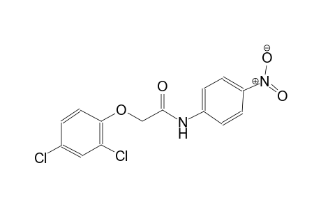 2-(2,4-dichlorophenoxy)-N-(4-nitrophenyl)acetamide