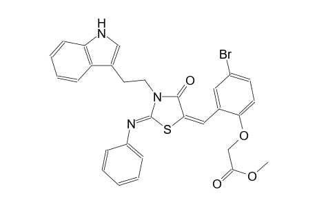 methyl (4-bromo-2-{(E)-[(2Z)-3-[2-(1H-indol-3-yl)ethyl]-4-oxo-2-(phenylimino)-1,3-thiazolidin-5-ylidene]methyl}phenoxy)acetate