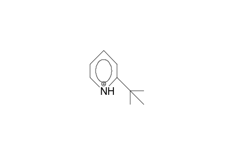 2-tert-Butyl-pyridinium cation