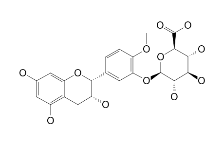 4'-O-METHYLEPICATECHIN-3'-O-BETA-D-GLUCURONIDE