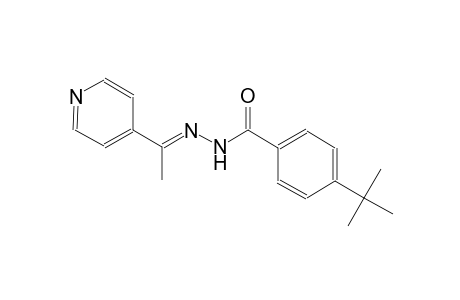4-tert-butyl-N'-[(E)-1-(4-pyridinyl)ethylidene]benzohydrazide
