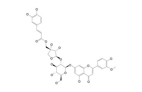 CHRYSOERIOL-7-O-[2''-O-(5'''-O-CAFFEOYL)-BETA-D-APIOFURANOSYL]-BETA-D-GLUCOPYRANOSIDE