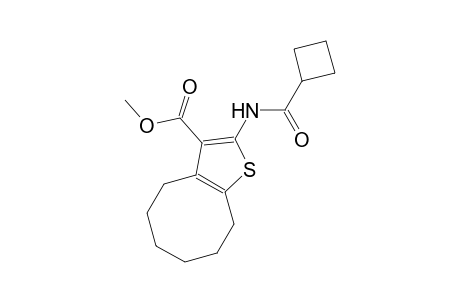 methyl 2-[(cyclobutylcarbonyl)amino]-4,5,6,7,8,9-hexahydrocycloocta[b]thiophene-3-carboxylate
