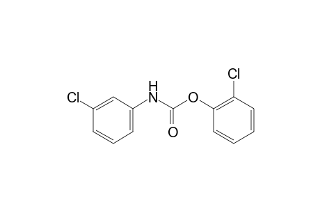 m-chlorocarbanilic acid, o-chlorophenyl ester