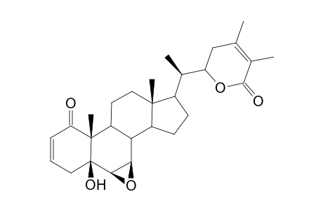 Lycium B